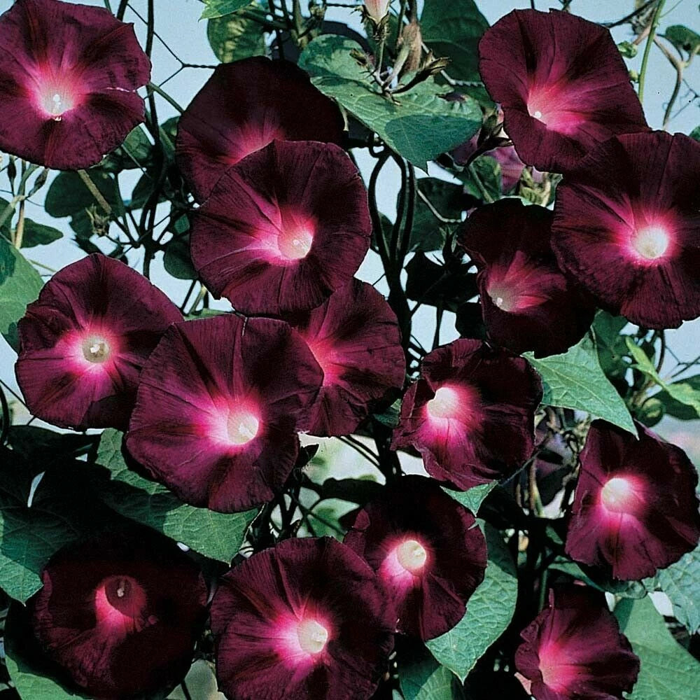 Black Knight Morning Glory Seeds Annual Flower Flowers Climbing Vine heirloom non-gmo seeds