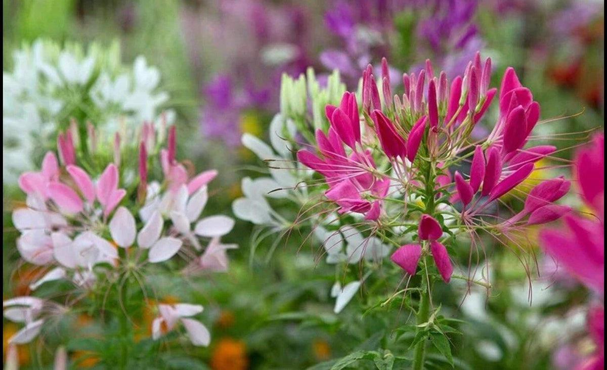 CLEOME Hassleriana MIXED COLORS Spider Plant FALL PLANTING Seeds – Heirloom, Non-GMO, High Germination Organic Garden Seeds