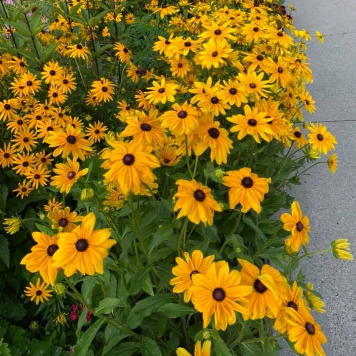 -BLACK EYED SUSAN Perennial Rudbeckia NativeWildflower Various Wildflower Species heirloom non-gmo seeds