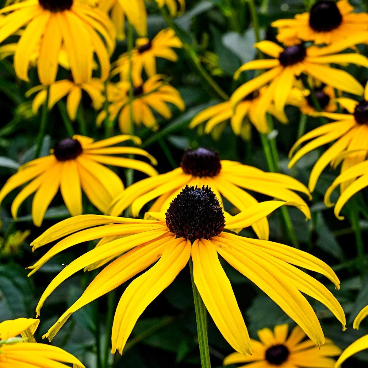 Sweet Black Eyed Susan Wildflower Seeds - Everwilde Farms Mylar Seed – Heirloom, Non-GMO, High Germination Organic Garden Seeds