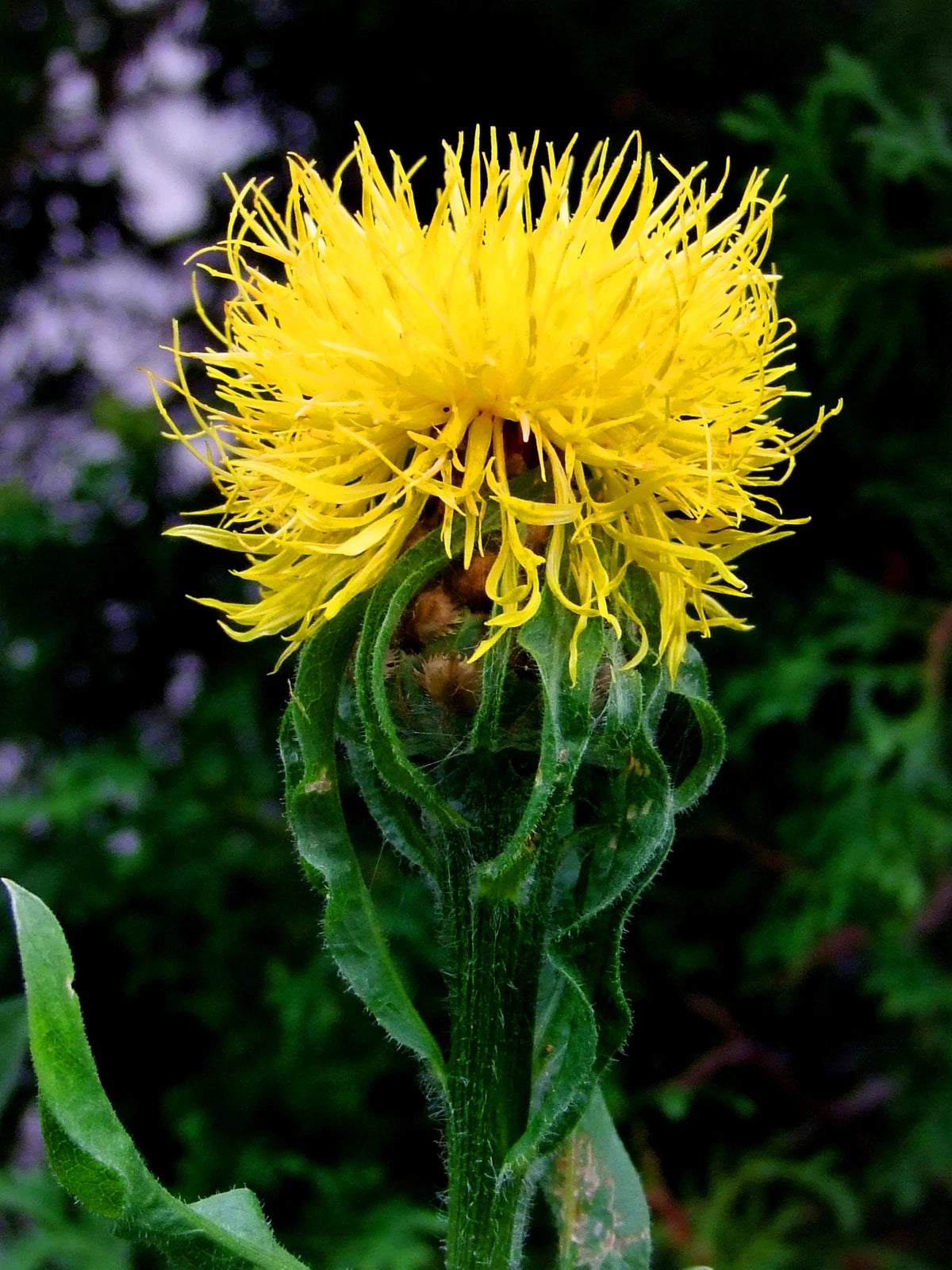 CENTAUREA MACROCEPHALA Seeds Yellow Cornflower shipping – Heirloom, Non-GMO, High Germination Organic Garden Seeds