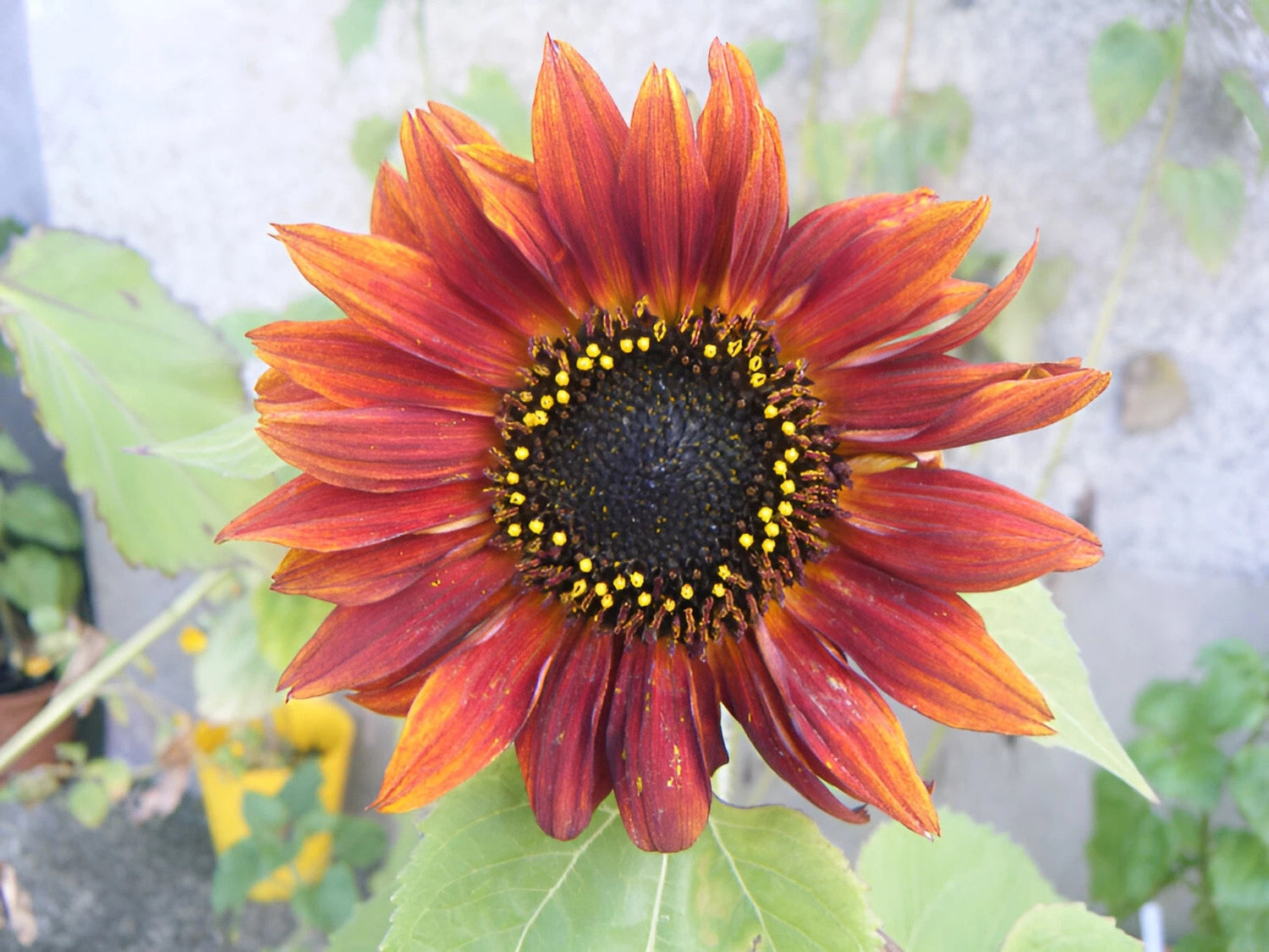 Velvet Queen Sunflower Seeds Beautiful Vibrant Reds Yellows Seeds – Heirloom, Non-GMO, High Germination Organic Garden Seeds