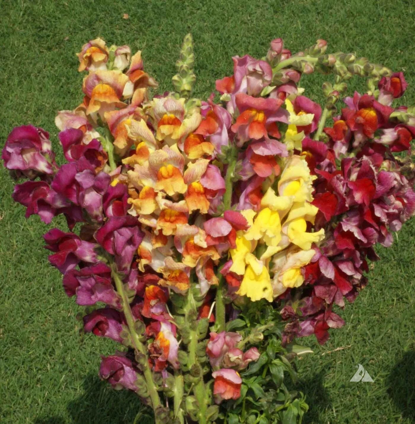Snapdragon TETRA MIX SemiDwarf MultiColored Blooms Butterflies Seeds heirloom non-gmo seeds