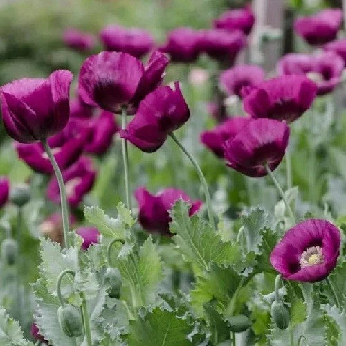 Lauren s Grape Untreated Papever Somniferum Poppy Seeds – Heirloom, Non-GMO, High Germination Organic Garden Seeds