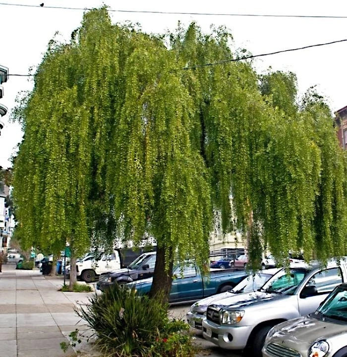 Mayten Weeping Green Shower Tree Seeds Maytenus boaria Rare Willow Like ...