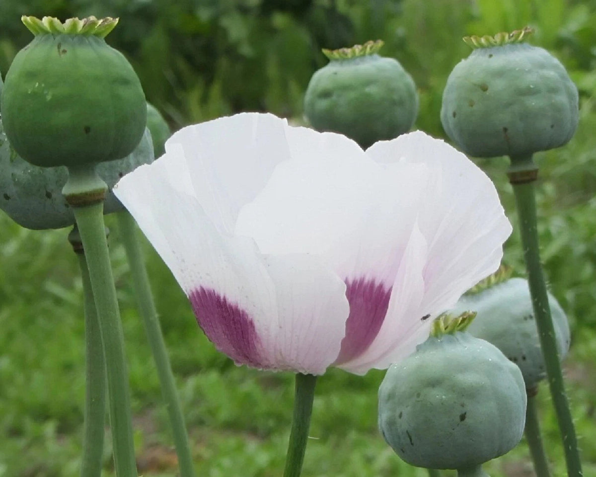 Stratified Tasmanian Poppy Seeds P Somniferum Harvest For Planting Papaver sp. heirloom non-GMO seeds