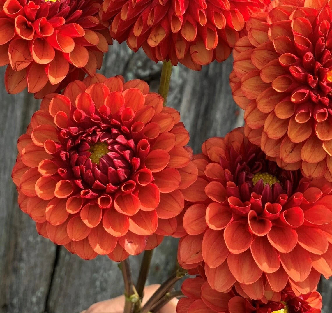 Brown Sugar Dahlia Seeds Flower Perennial Flowers Seeds Flowering US Seeds – Heirloom, Non-GMO, High Germination Organic Garden Seeds