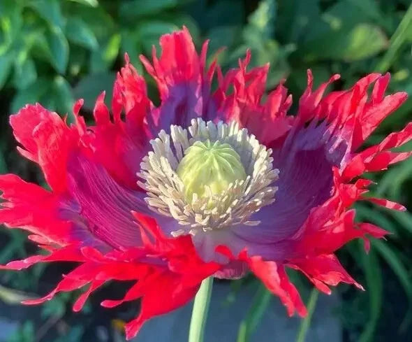 Drama Queen Poppy Seeds - P Somniferum - Stunning Red and Purple Blooms – Heirloom, Non-GMO, High Germination Organic Garden Seeds