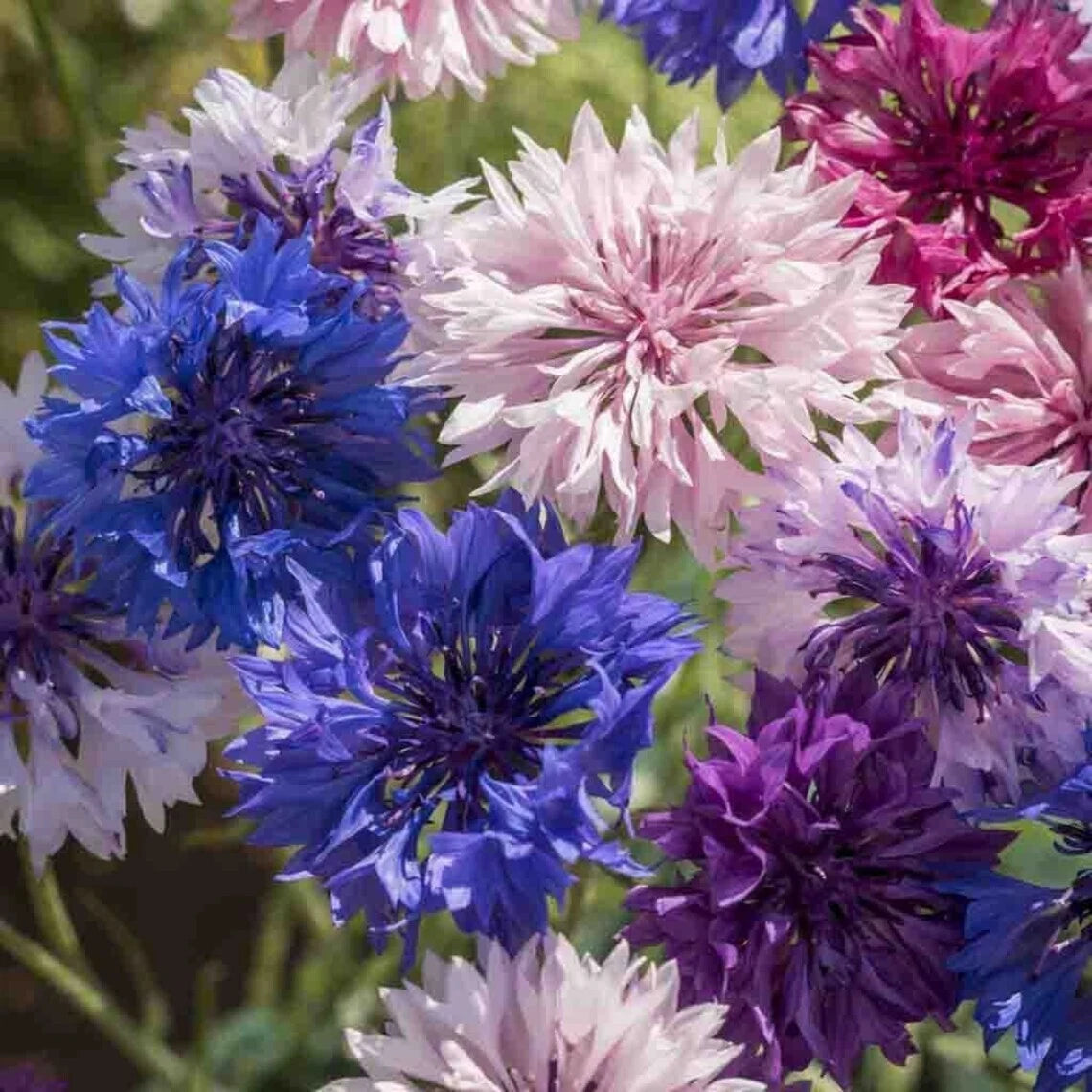 Bachelor Button Dwarf Polka Dot Mix Seeds Dwarf Centaurea SHIPPING – Heirloom, Non-GMO, High Germination Organic Garden Seeds