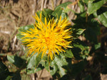 CARTHAMUS TINCTORIUS Seeds Safflower shipping Annual heirloom non-gmo seeds