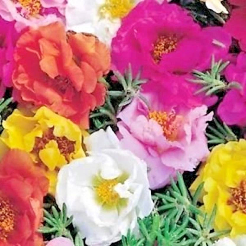 PORTULACA Rose Moss MIX Seeds Flower Garden Container Basket Window Box Easy heirloom non-gmo seeds