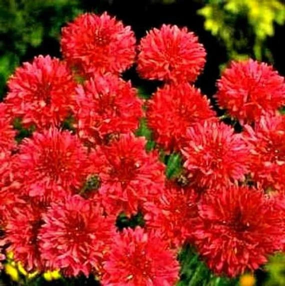 RED CORNFLOWER Seeds Bachelor Button Cut Dried Flowers Garden Container Easy – Heirloom, Non-GMO, High Germination Organic Garden Seeds