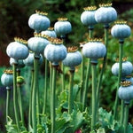 STRATIFIED Qi s Bowling Ball Poppy Seeds Massive Tennis Ball Size Poppies Papaver sp. heirloom non-gmo seeds