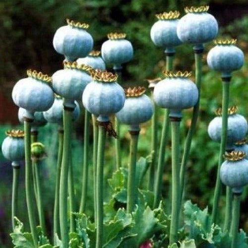 STRATIFIED Qi s Bowling Ball Poppy Seeds Massive Tennis Ball Size Poppies Papaver sp. heirloom non-gmo seeds