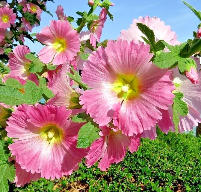 ANTWERP HOLLYHOCK Seeds Shipping Alcea ficifolia Hollyhock Flower Seeds heirloom non-gmo seeds