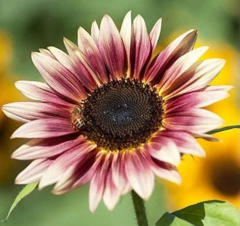 Sunflower Strawberry Blonde seeds Helianthus annuus heirloom non-gmo seeds