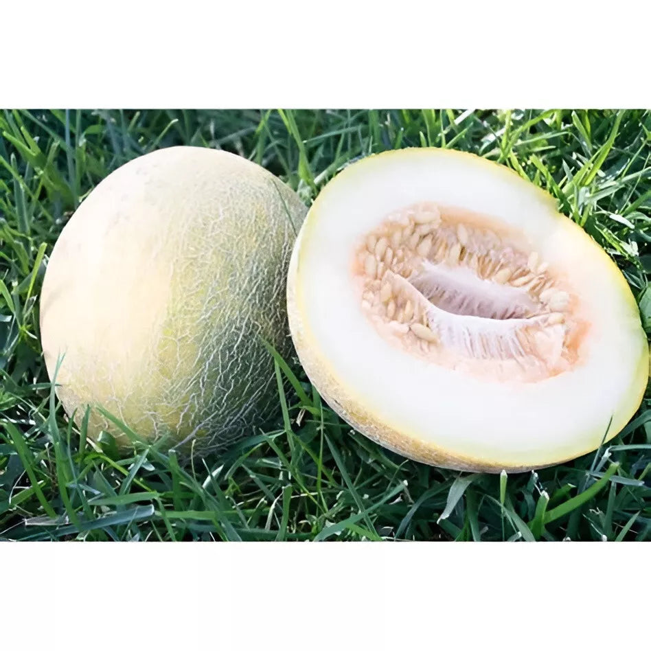 Eindor Melon Seeds - Honey Sweet Creamy White Flesh – Heirloom, Non-GMO, High Germination Organic Garden Seeds