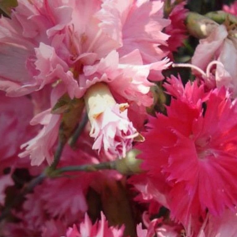 Carnation Grenadin Rose - Seeds Dianthus carophyllus heirloom non-GMO seeds