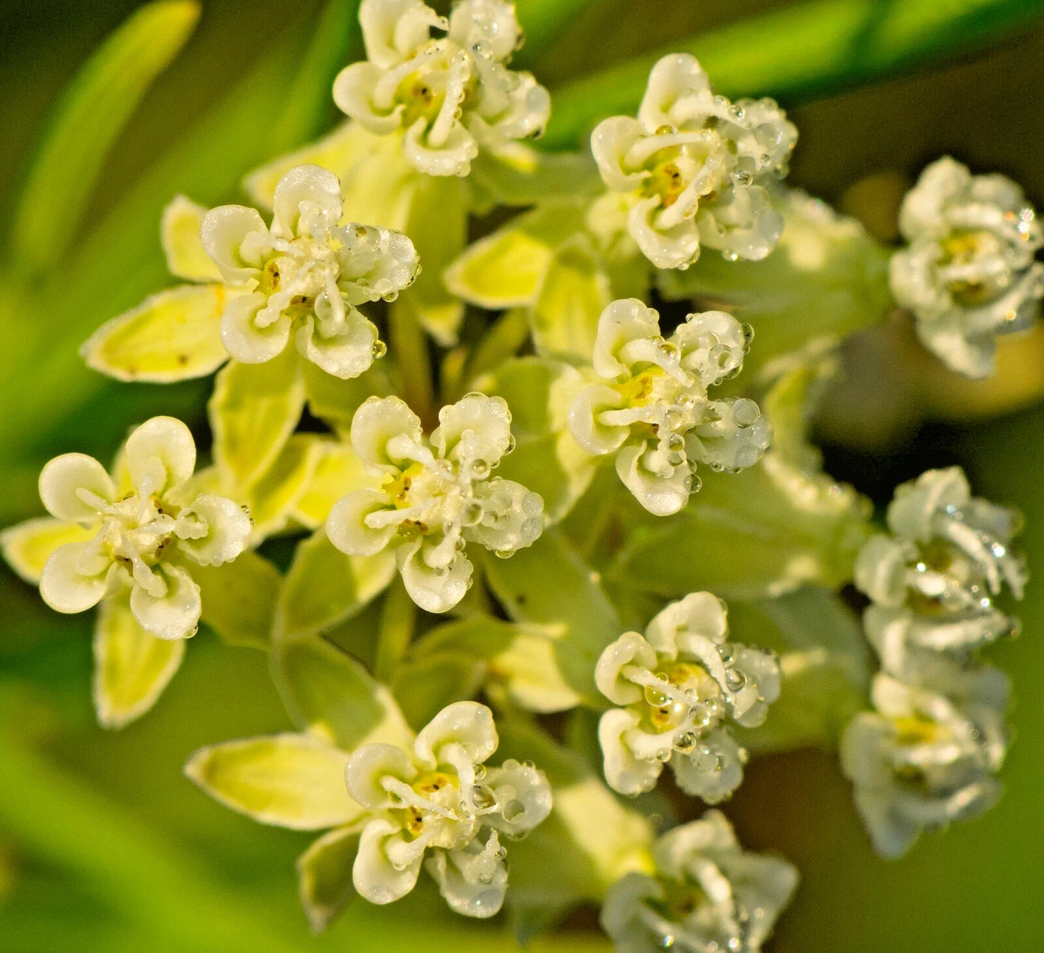 ASCLEPIAS VERTICILLATA Seeds Whorled Milkweed Perennial Butterfly Flower – Heirloom, Non-GMO, High Germination Organic Garden Seeds
