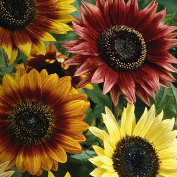 Sunflower Autumn Beauty - Seeds - Fall Colors - Medicinal Culinary Helianthus annuus heirloom non-gmo seeds