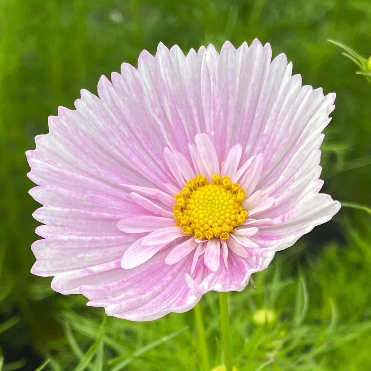Cosmos Cupcake Blush Seeds - Seeds Per heirloom non-GMO seeds