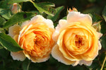 Jeri Jennings Rose Seeds Pack Seeds Rose Flower Gardening heirloom non-GMO seeds