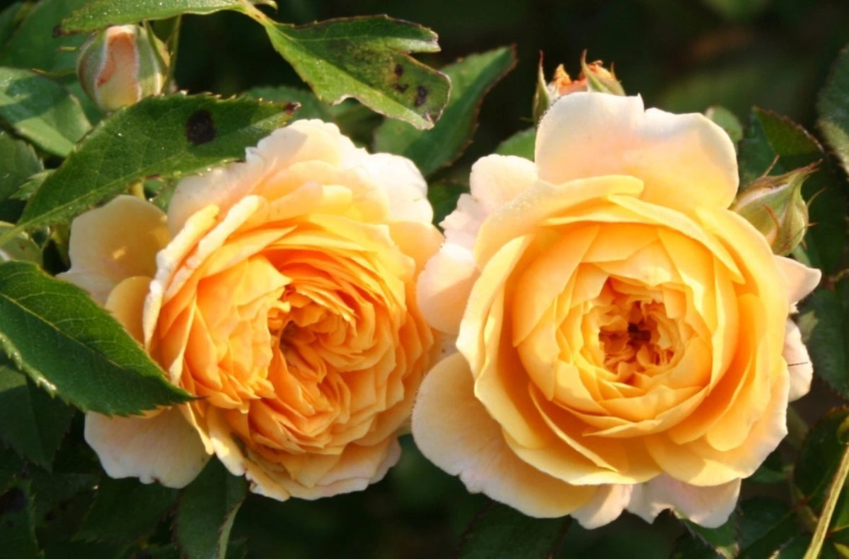 Jeri Jennings Rose Seeds Pack Seeds Rose Flower Gardening heirloom non-GMO seeds