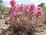Castilleja angustifolia Desert Indian Paintbrush Seeds heirloom non-gmo seeds