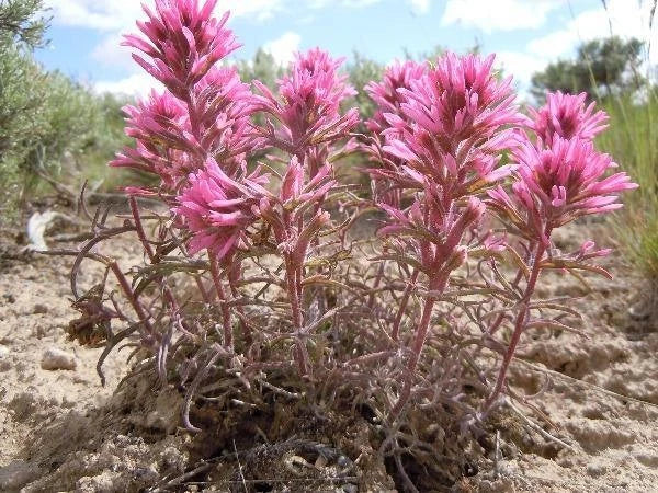 Castilleja angustifolia Desert Indian Paintbrush Seeds heirloom non-gmo seeds
