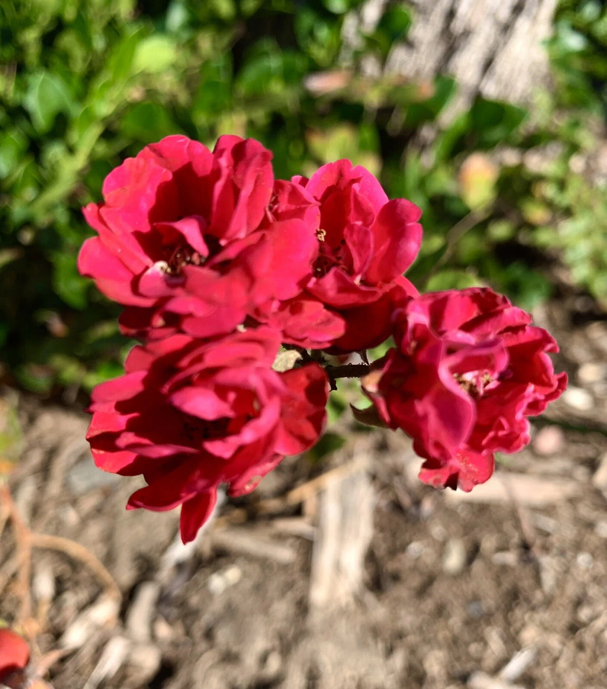 Petite Knock Out Rose Mini Red Rose - Groundcover - Seeds – Heirloom, Non-GMO, High Germination Organic Garden Seeds