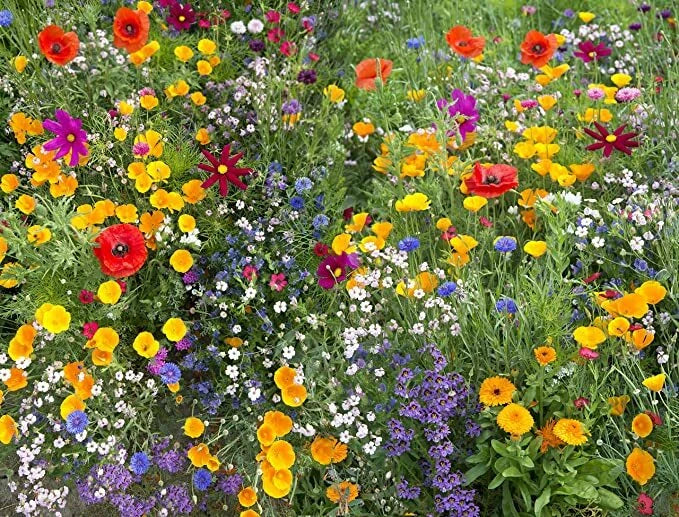 Annual flower mix of heirloom non-gmo seeds