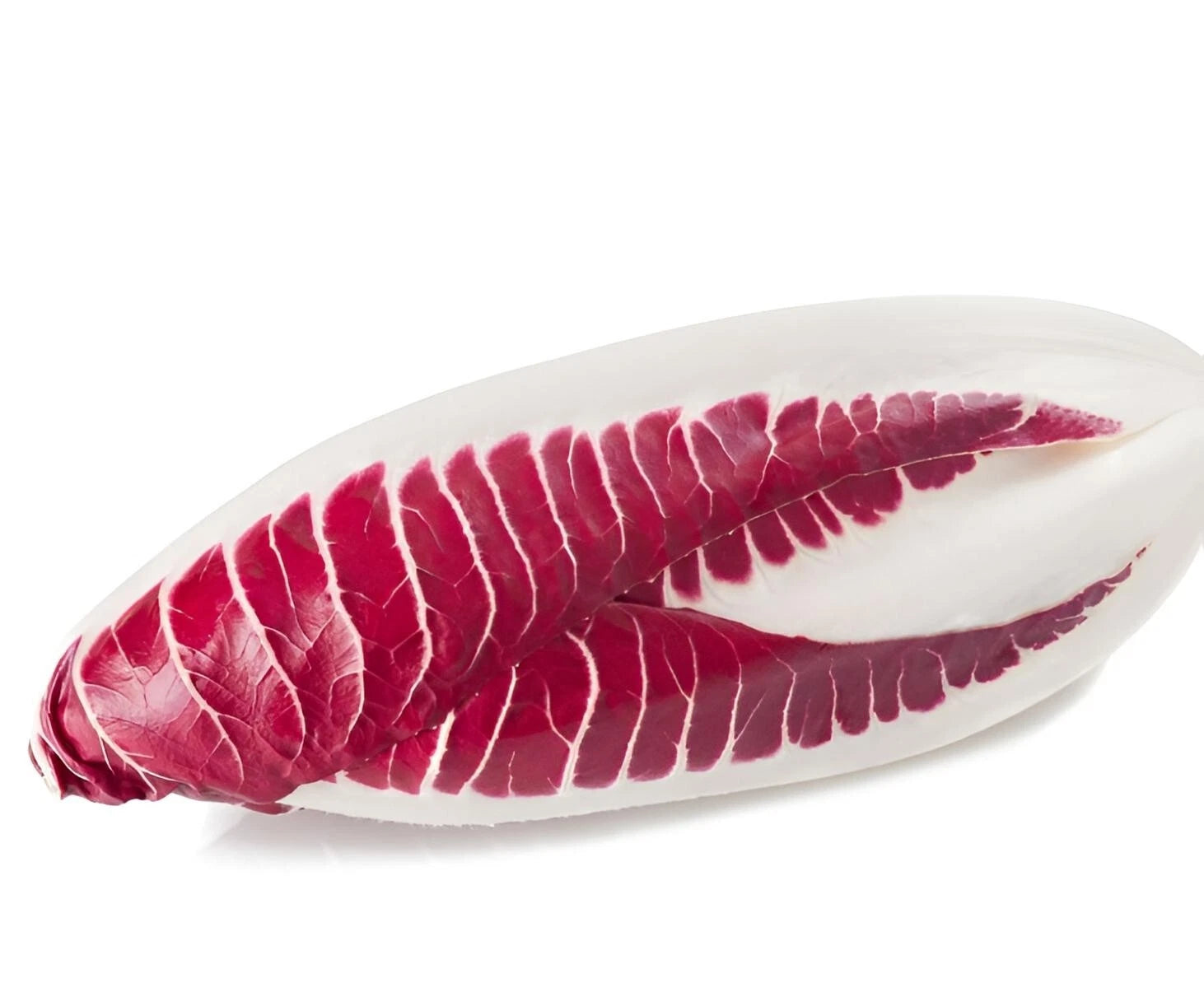 Red Treviso endive seeds seeds Vegetable tree flower grass heirloom non-gmo seeds