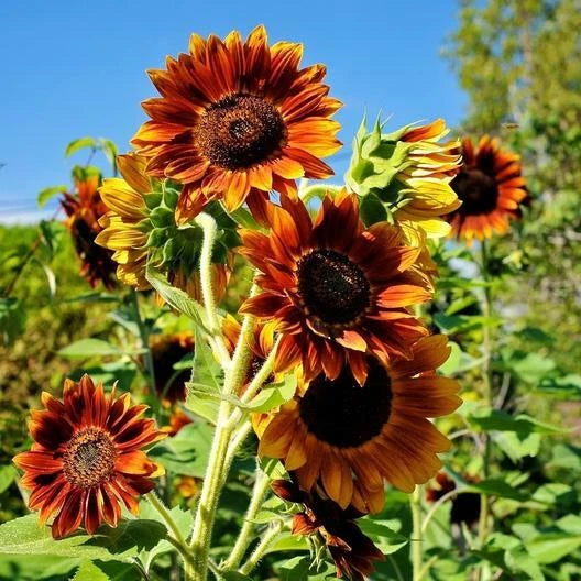Sunflower SUNNY Mix Species Annual Perennial Hummingbirds Seeds – Heirloom, Non-GMO, High Germination Organic Garden Seeds
