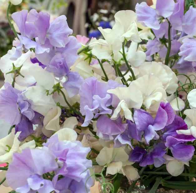 Sweet Pea BLUE MIX Fragrant Climbing Vine Blue Flowers Seeds – Heirloom, Non-GMO, High Germination Organic Garden Seeds