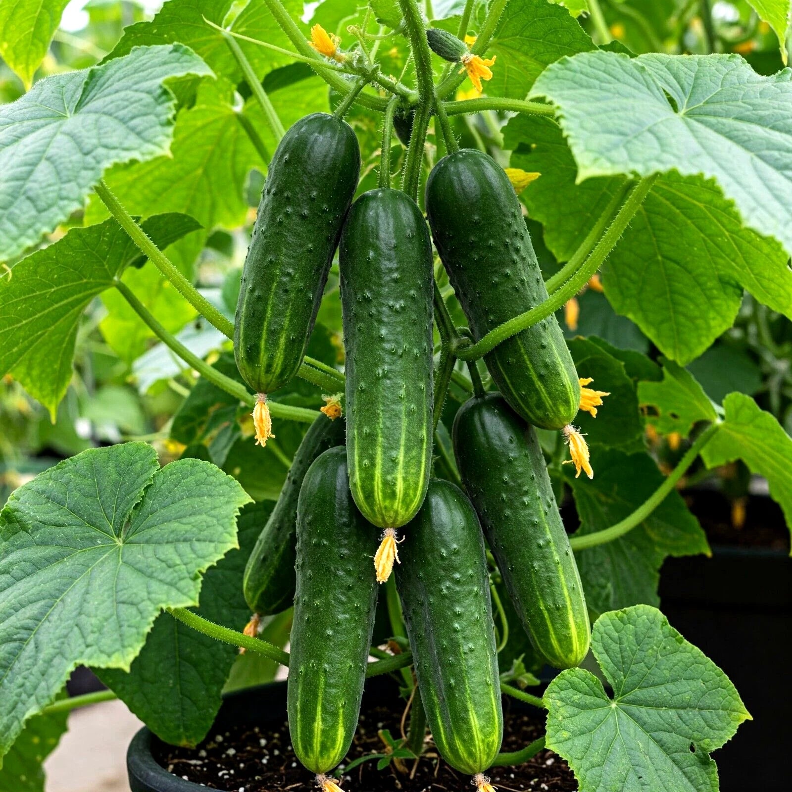 CUCUMBER SEEDS STRAIGHT EIGHT VEGETABLE SPRING GARDEN SHIPPING heirloom non-GMO seeds