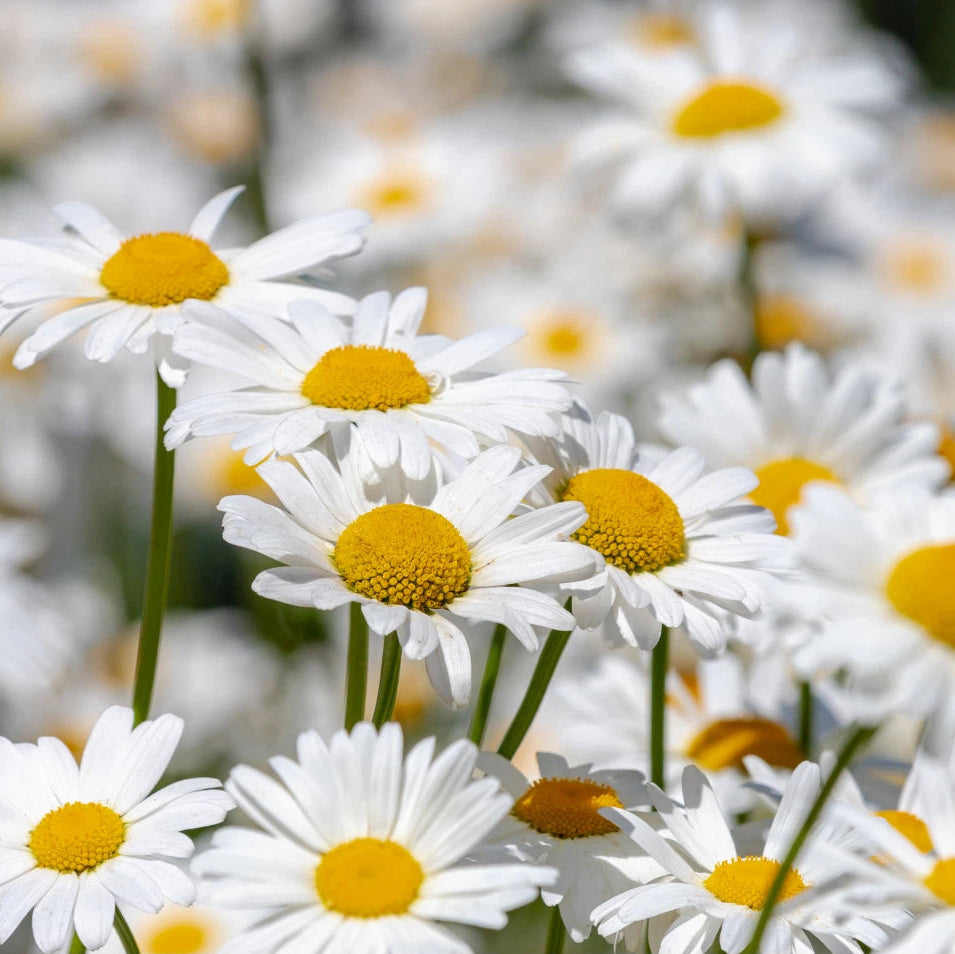 Alaska Shasta Daisy Seeds heirloom non-GMO seeds