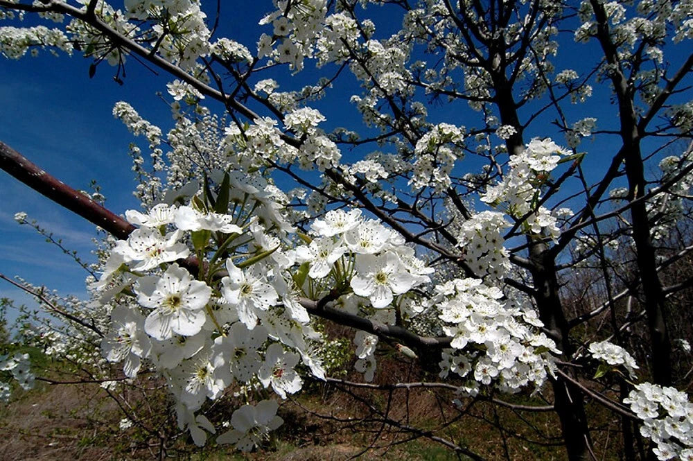 Bradford Pear Tree Seeds Pyrus calleryana Callery Cold Hardy to Zone – Heirloom, Non-GMO, High Germination Organic Garden Seeds