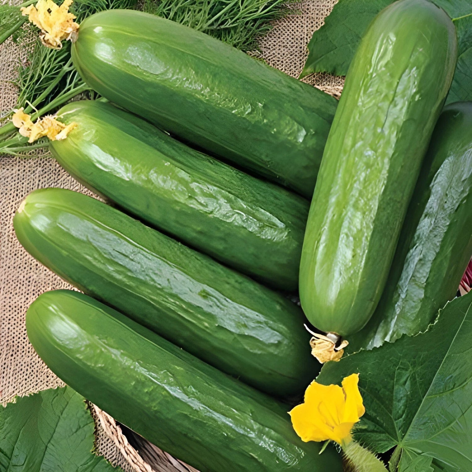 Ashley Cucumber Seeds - Sweet Crisp NO Bitterness Thin Skinned – Heirloom, Non-GMO, High Germination Organic Garden Seeds