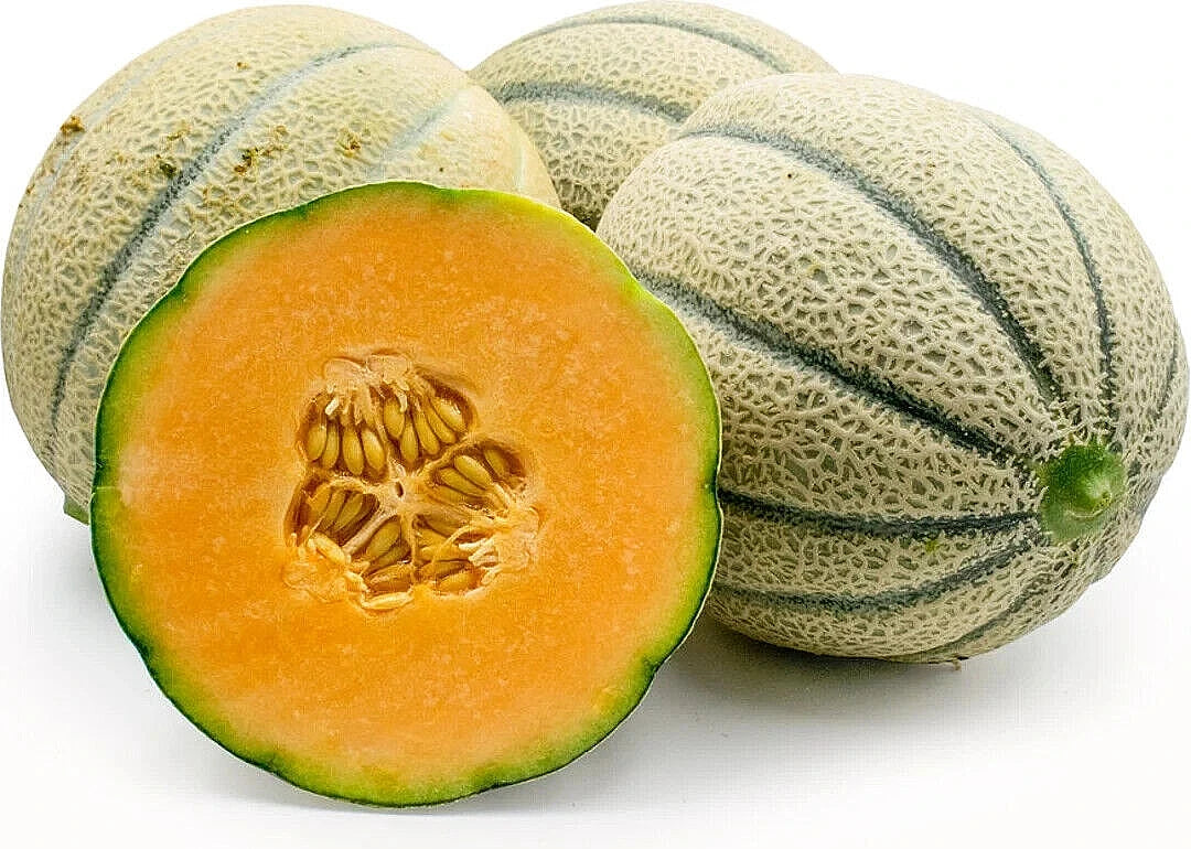 Extra Sweet Tuscany Cantaloupe Seeds - Large - Intensly Sweet heirloom non-gmo seeds