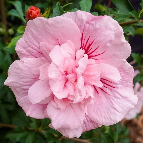 Double Light Pink Hibiscus Seeds Flowers Flower Seed Perennial Bloom heirloom non-gmo seeds