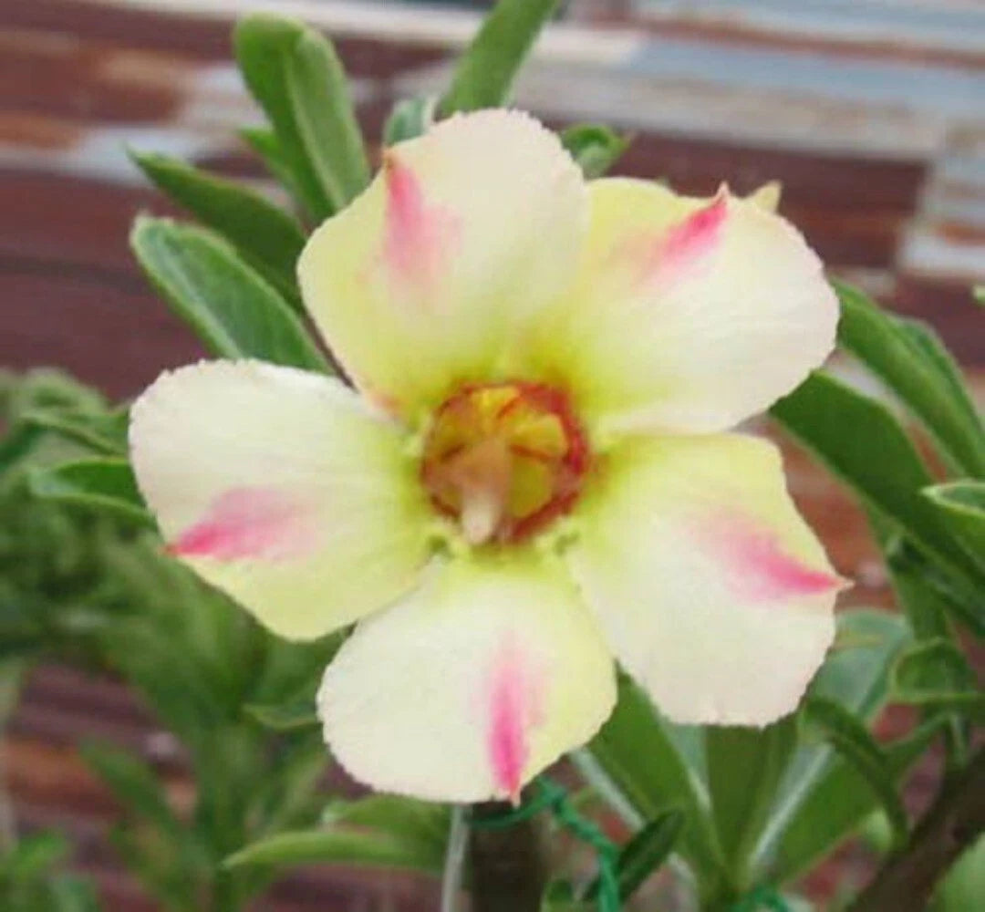 Mixed DESERT ROSE ADENIUM Obesum African Houseplant Flower Seeds Comb S H – Heirloom, Non-GMO, High Germination Organic Garden Seeds