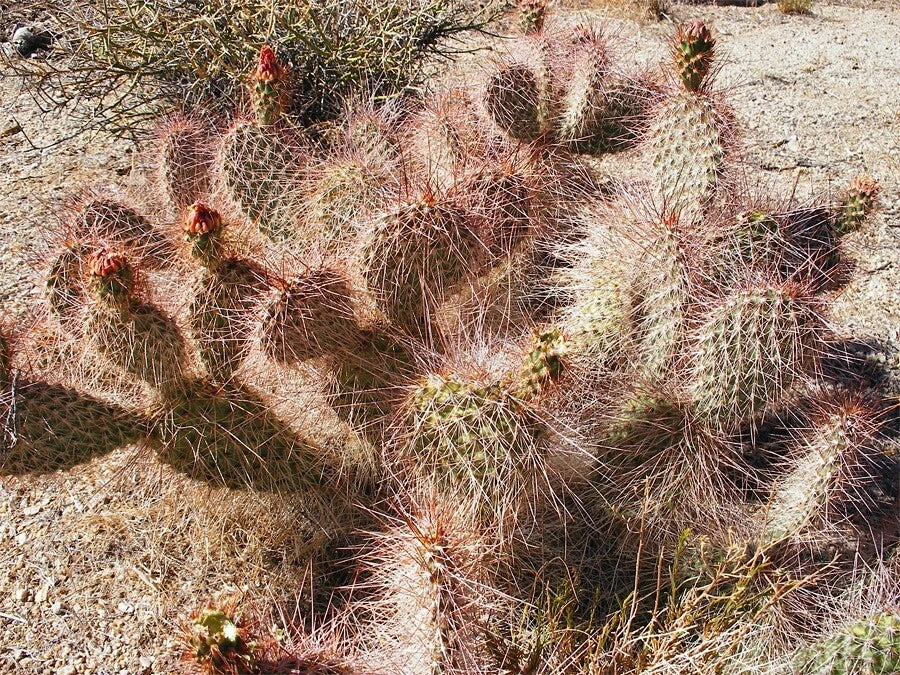 Prickly Pear Cactus Seeds Opuntia Polyacantha - seeds heirloom non-gmo seeds