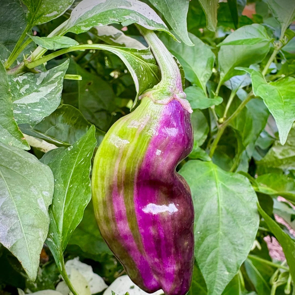 Bryans Blood Variegated Pepper Seeds heirloom non-gmo seeds