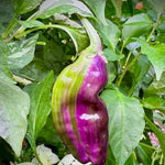 Bryans Blood Variegated Pepper Seeds heirloom non-gmo seeds
