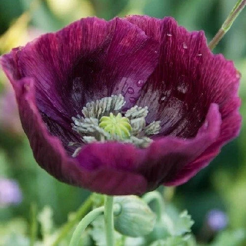 Lauren s Grape Papavaer Somniferum Poppy Seeds Giant Flowers Papaver sp. heirloom non-gmo seeds