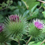 Burdock - Seeds Medicinal Herb Arctium lappa heirloom non-gmo seeds