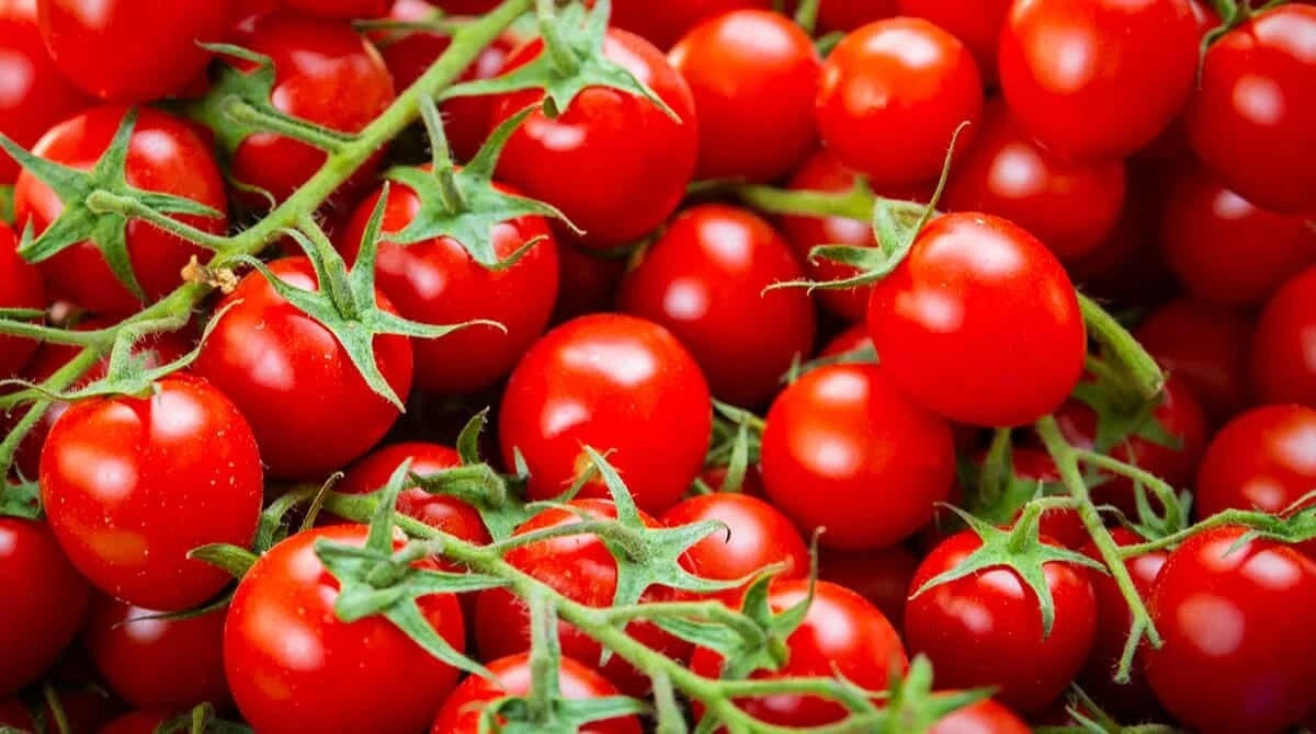 CRUNCHY SUPER SWEET MINI ROUND CHERRY TOMATO heirloom non-gmo seeds
