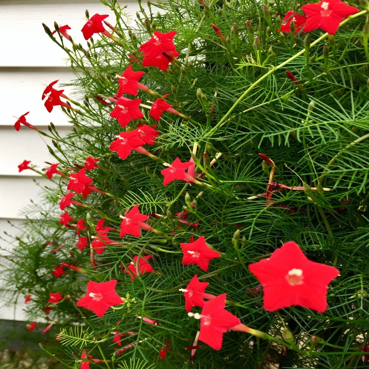 STAR GLORY SEEDS Cardinal Creeper Vine Flower Plant Butterflies Hummingbirds – Heirloom, Non-GMO, High Germination Organic Garden Seeds