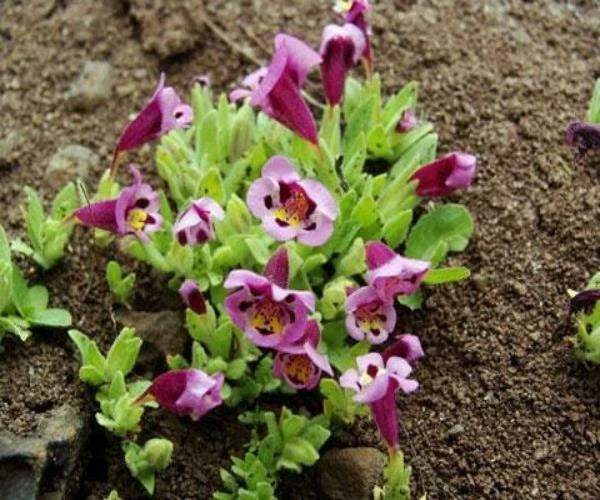 Diplacus tricolor Monkeyflower Seeds heirloom non-gmo seeds