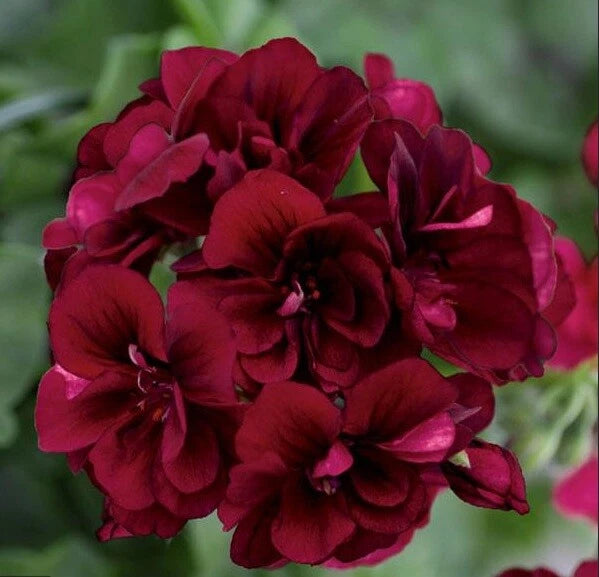 Dark Burgundy Geranium Seeds Hanging Basket Perennial Flowers Seed Flower – Heirloom, Non-GMO, High Germination Organic Garden Seeds